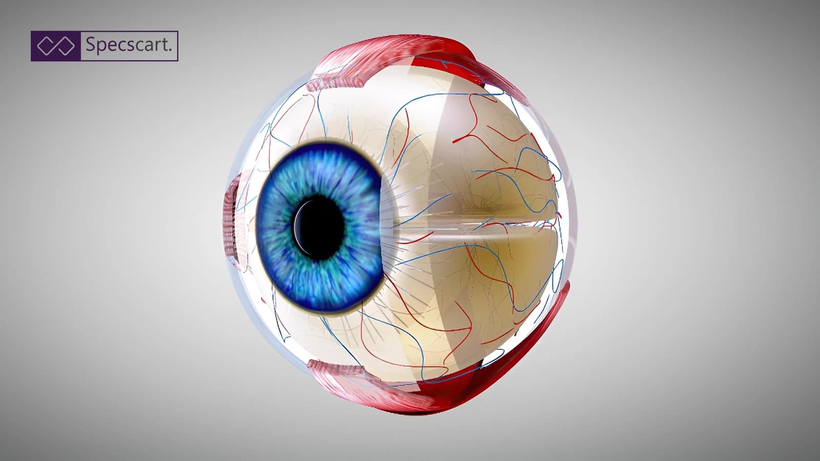 Function and Structure of the Eye Function and Structure of the Eye