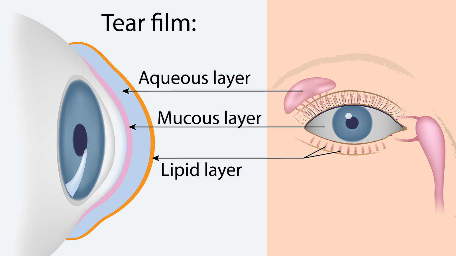 What is a tear film?