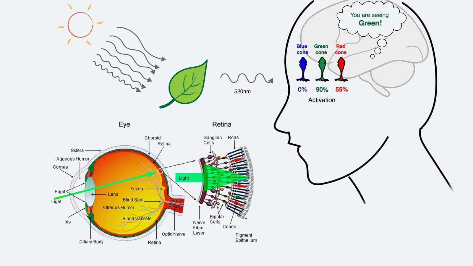 How does a normal eye work?