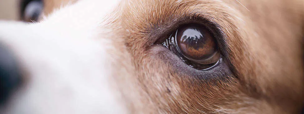 dogs eyes swollen