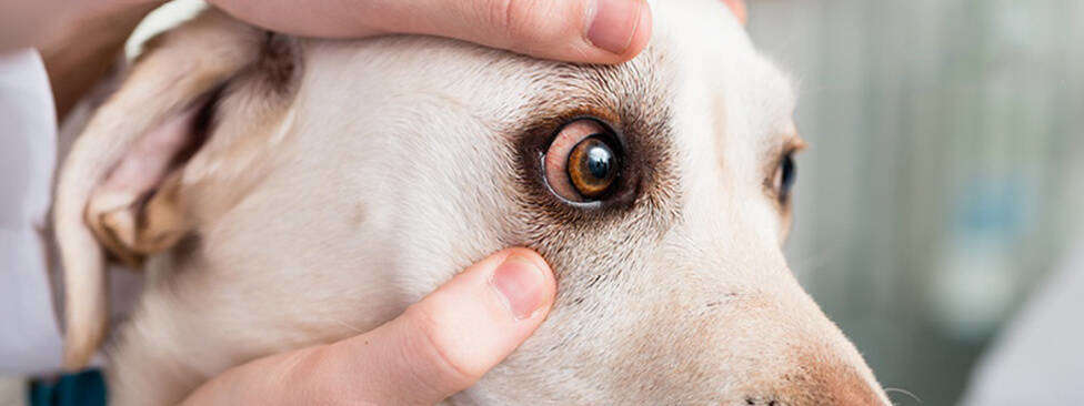 ticks on dogs eyelids