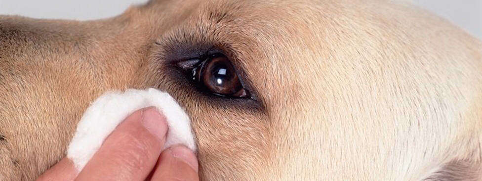 4-common-dog-eye-conditions-and-ways-to-treat-them